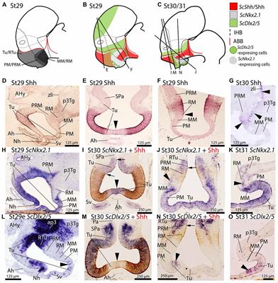 The Shark Basal Hypothalamus: Molecular Prosomeric Subdivisions and Evolutionary Trends